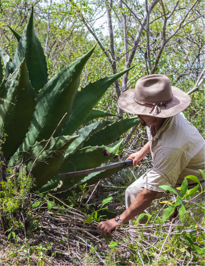 Hombre cortando pencas de maguey